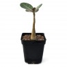 Adenium dhofarense