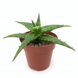 Aloe morijensis