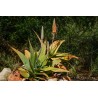 Aloe schoelleri