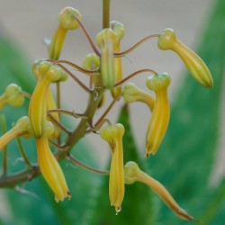 Aloe springatei-neumannii