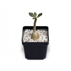 Adenium socotranum