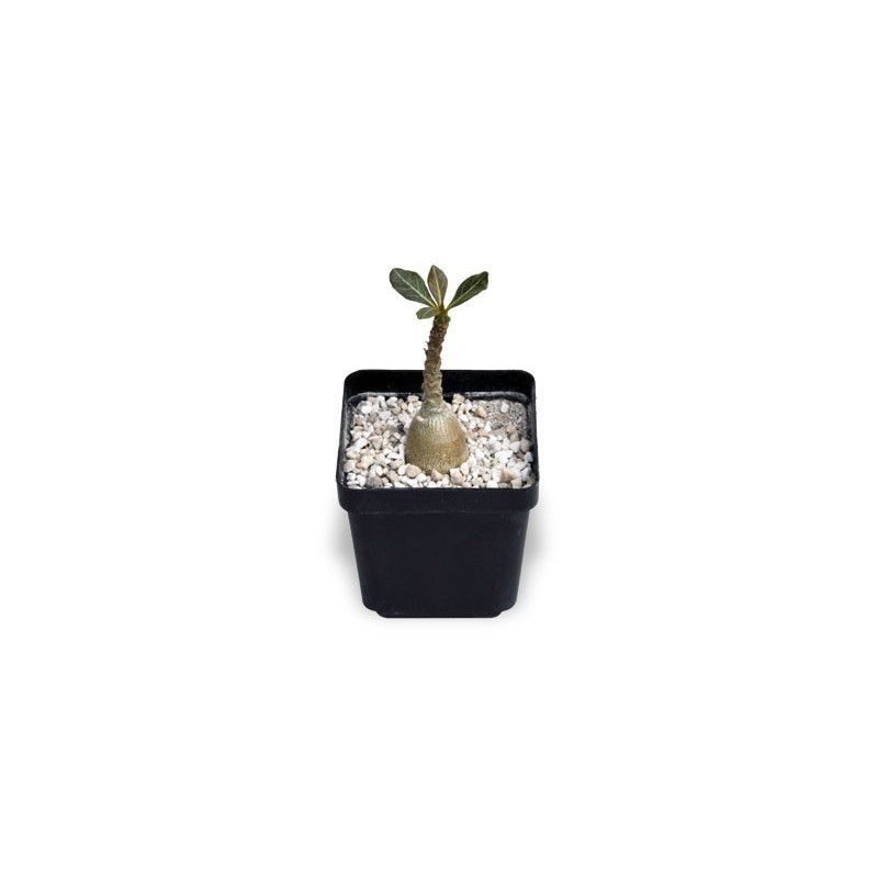 Adenium socotranum