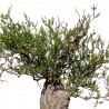 Operculicarya pachypus