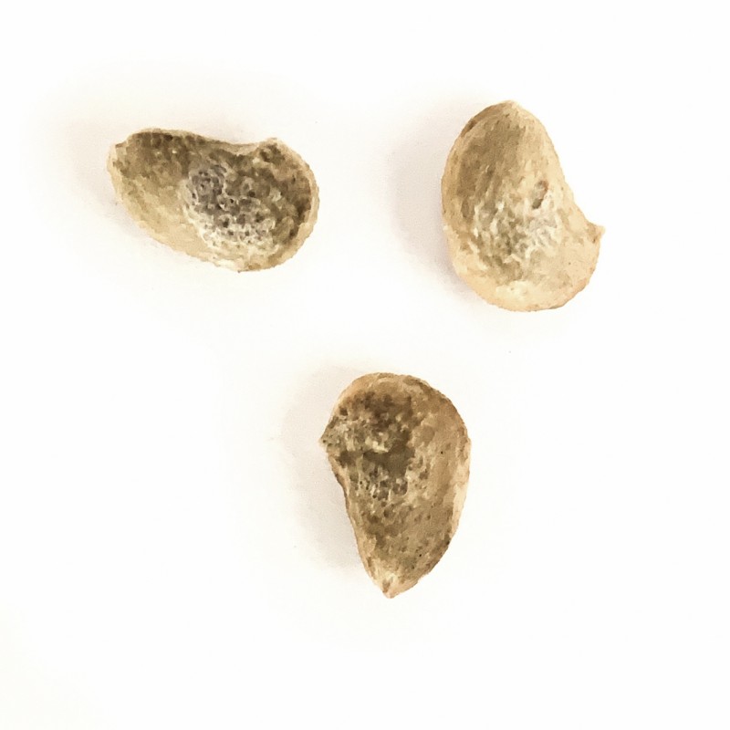 Operculicarya pachypus