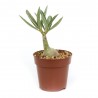 Adenium obesum