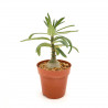 Pachypodium succulentum