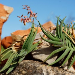 Aloe irafensis