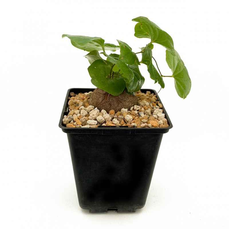 Dioscorea elephantipes