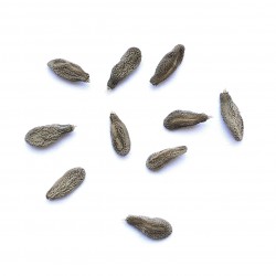 Pachypodium succulentum