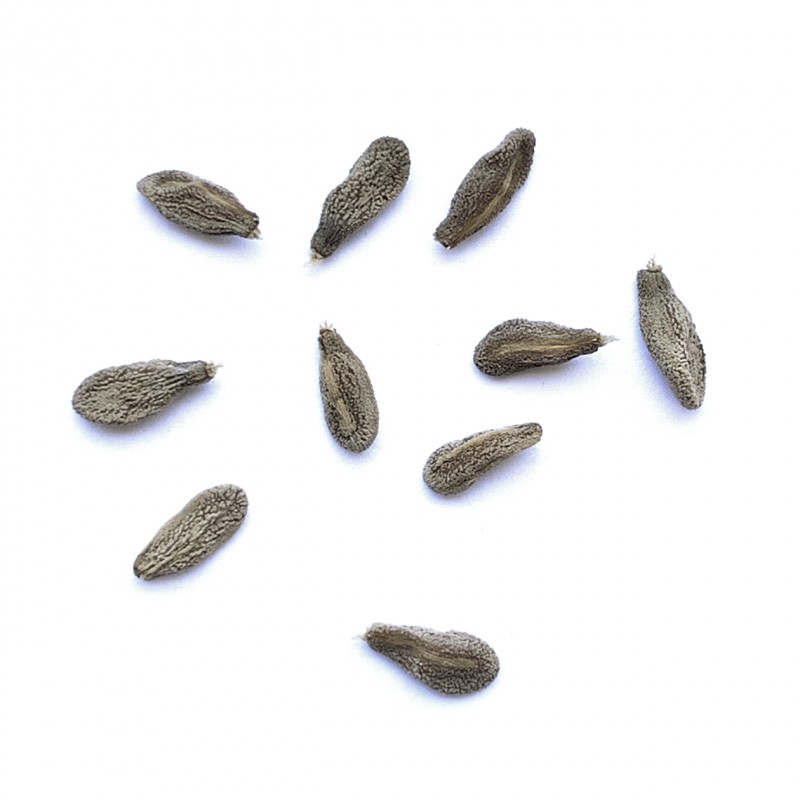 Pachypodium succulentum