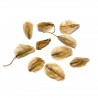 Didierea madagascariensis