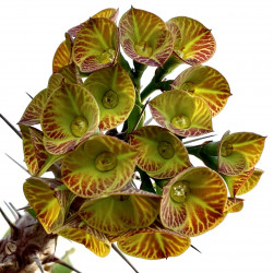 Euphorbia gigantea