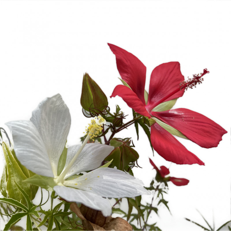 Hibiscus coccineus