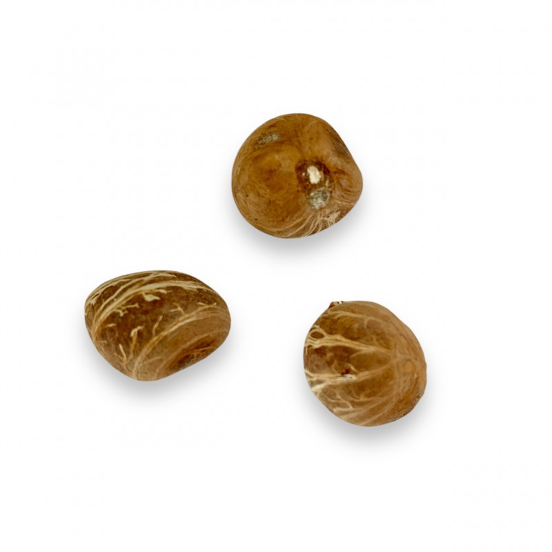 Pachira glabra
