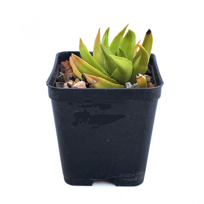 Haworthia scabra var. lateganiae