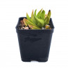 Haworthia scabra var. lateganiae