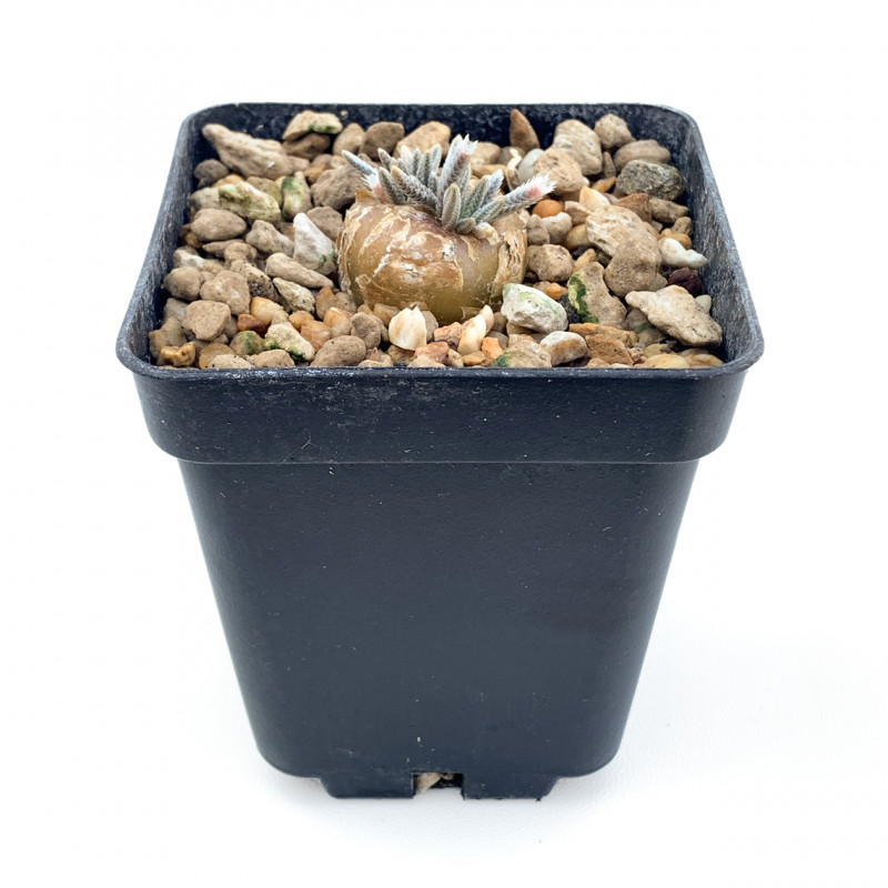 Avonia quinaria
