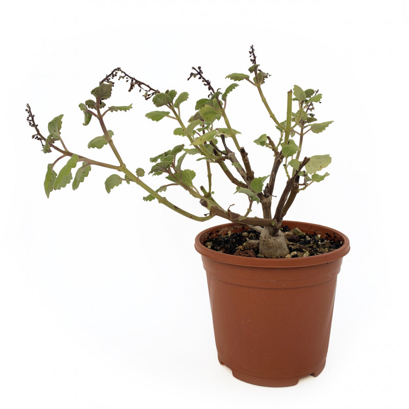 Plectranthus ernstii