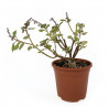 Plectranthus ernstii