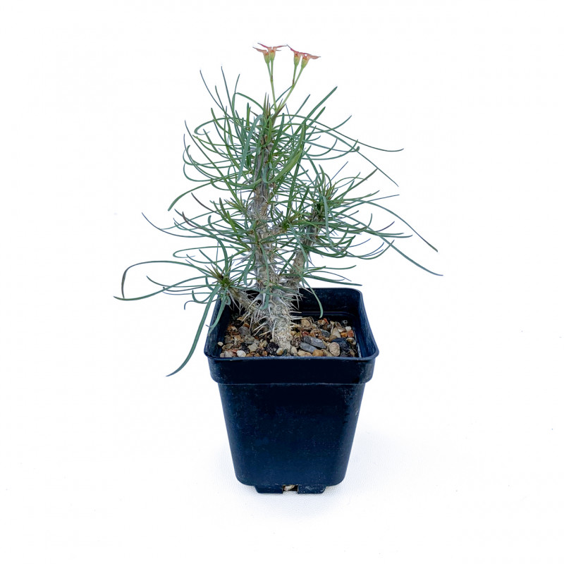 Euphorbia gottlebei