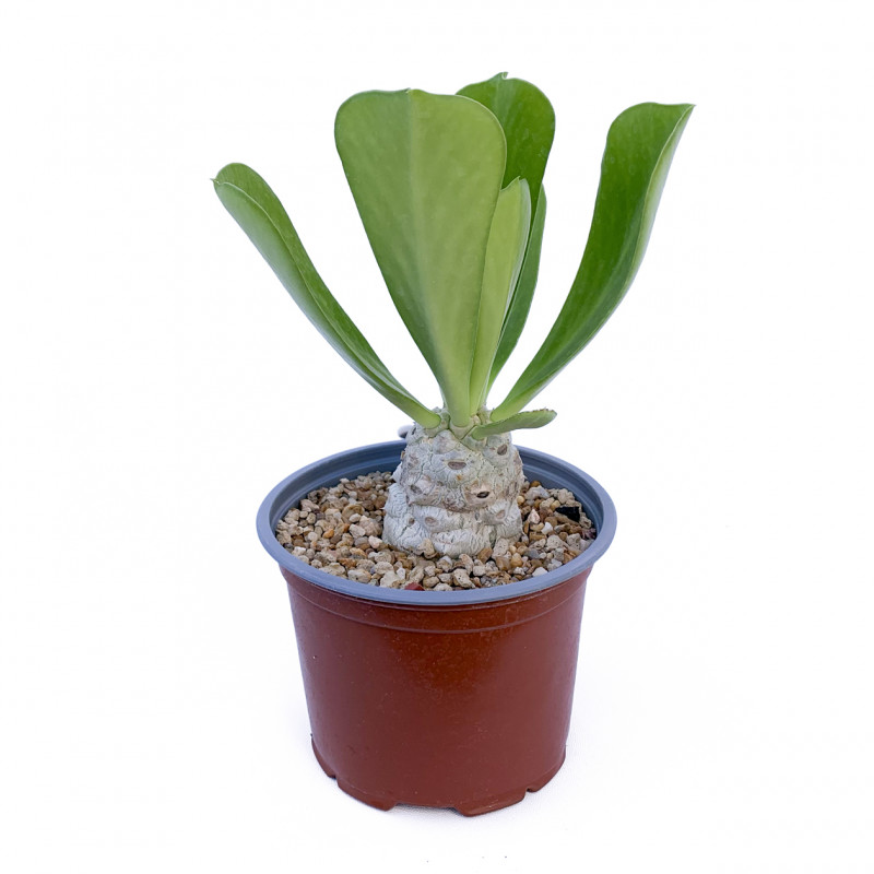 Euphorbia poissonii