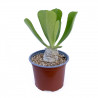Euphorbia poissonii