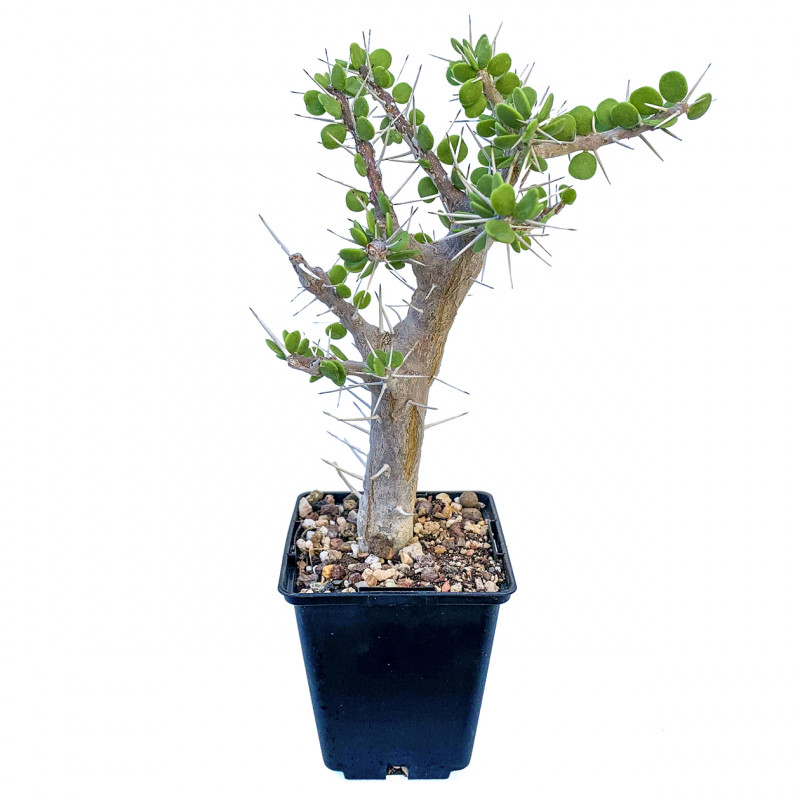 Alluaudia comosa