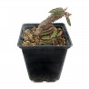 Euphorbia boiteaui