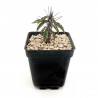 Euphorbia gigantea