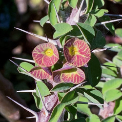 Euphorbia gigantea