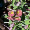 Euphorbia gigantea