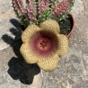 × Staparesia meintjesii