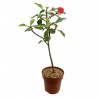 Euphorbia geroldii