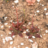 Bulbine fallax