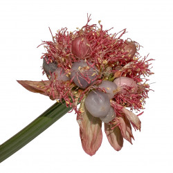Haemanthus coccineus