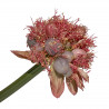 Haemanthus coccineus