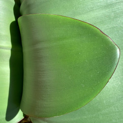 Haemanthus coccineus