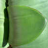 Haemanthus coccineus