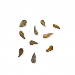 Pachypodium namaquanum