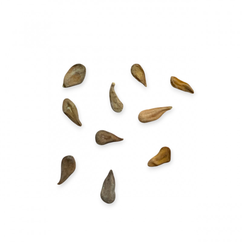 Pachypodium namaquanum