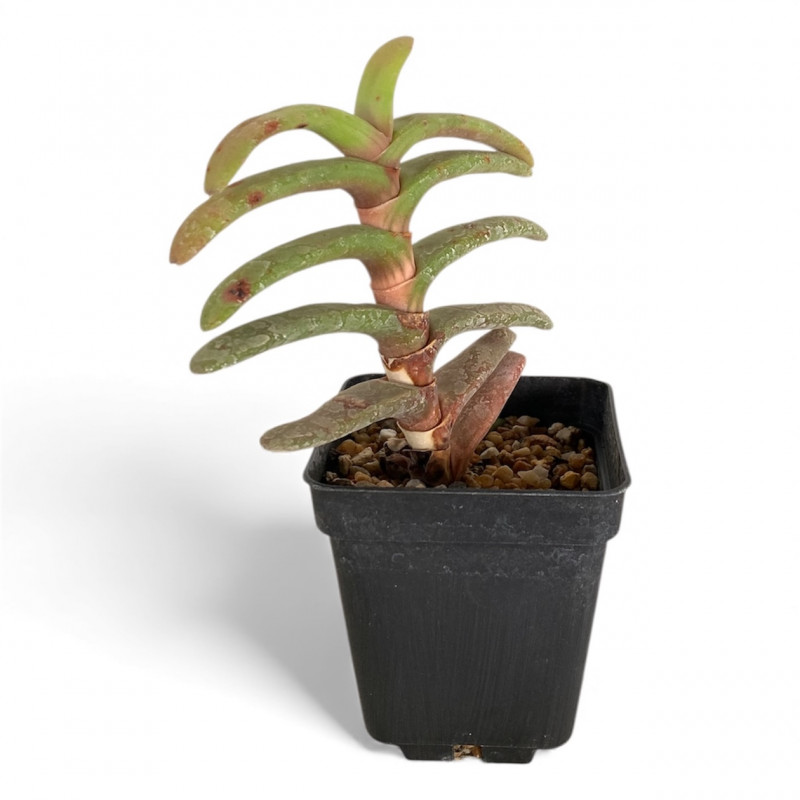 Gasteria rawlinsonii