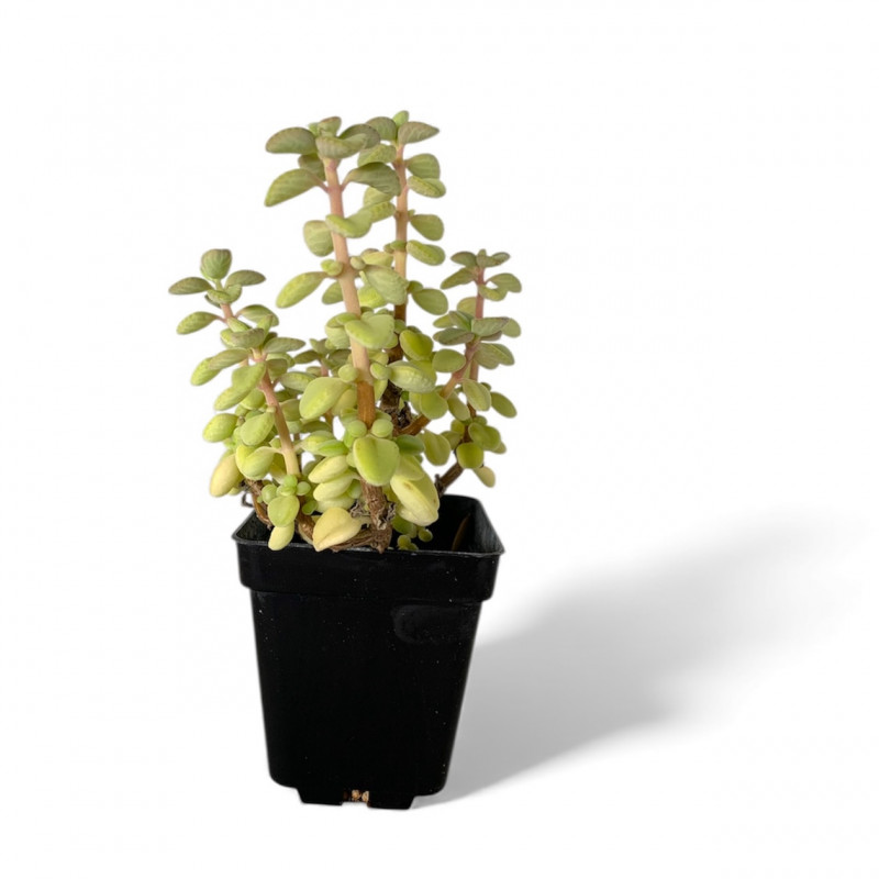 Plectranthus socotranus