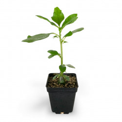 Dorstenia hildebrandtii