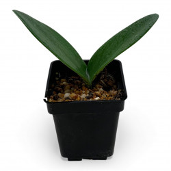 Haemanthus coccineus