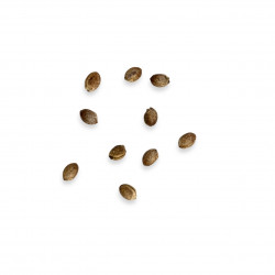 Euphorbia stenoclada subsp. ambatofinandranae