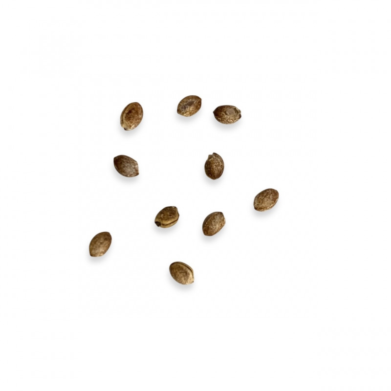 Euphorbia stenoclada subsp. ambatofinandranae