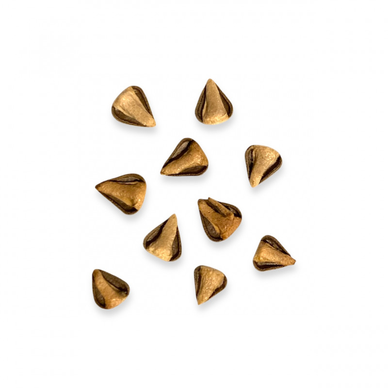 Aristolochia fimbriata