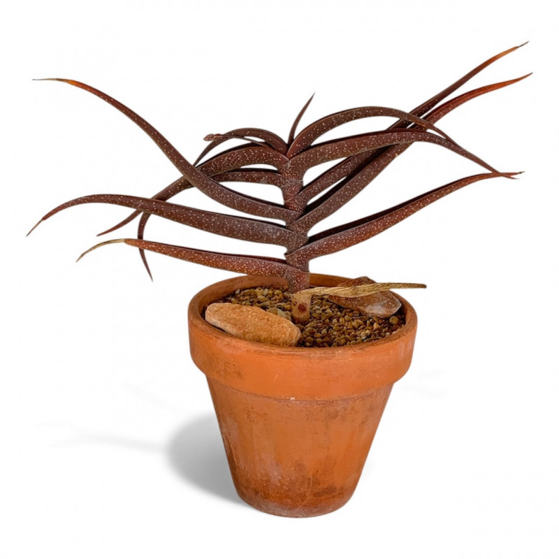Aloe irafensis