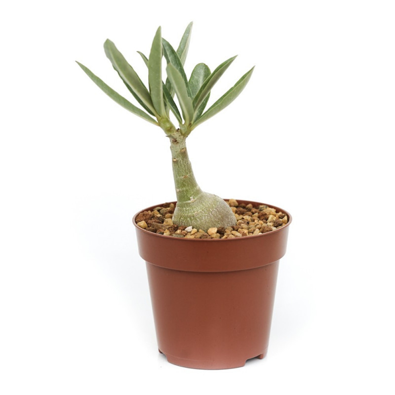 Adenium obesum