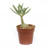 Adenium obesum